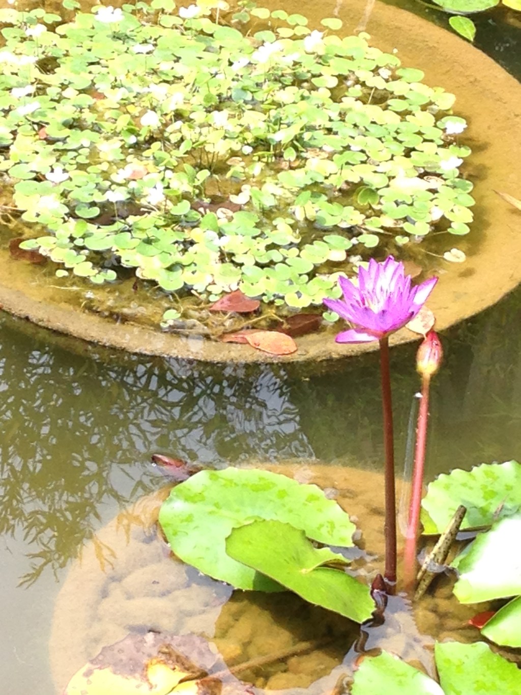a pink lotus flower in pond